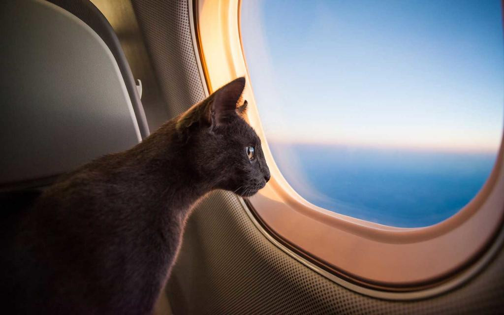 Какие нужны документы на кошку в самолете по россии thumbnail