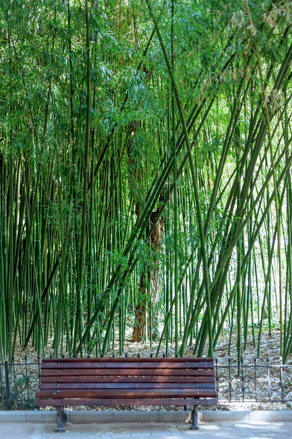Скамейка в бамбуковой роще в Никитском ботаническом саду. Крым © Татьяна Белова / Фотобанк Лори