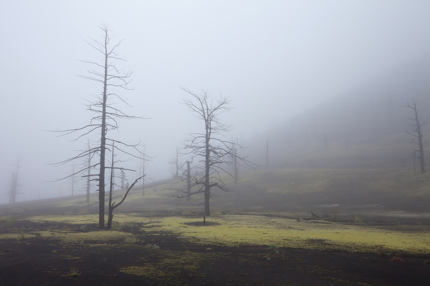 Мёртвый лес в тумане © Сергей Краснощеков / Фотобанк Лори