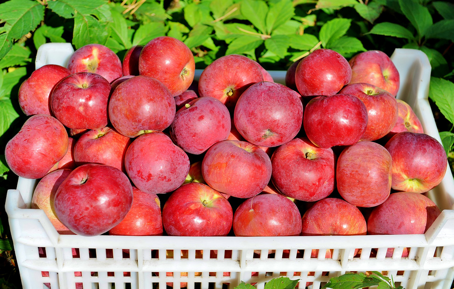 Спелые, яркие, красные яблоки сорта Спартан из мичуринских садов © Дядченко Ольга / Фотобанк Лори